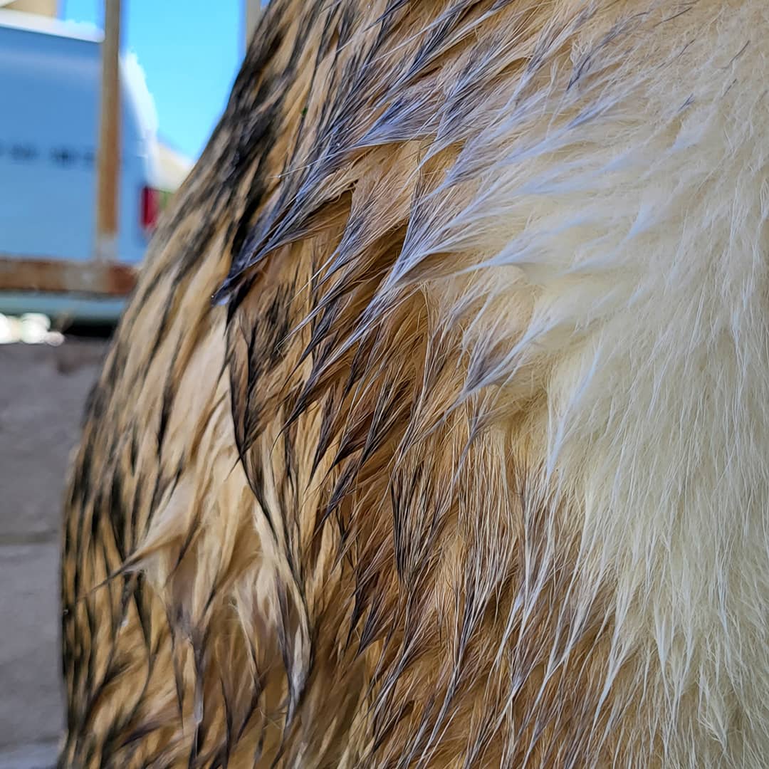 HydroJet™ - The No. 1 dog groomer
