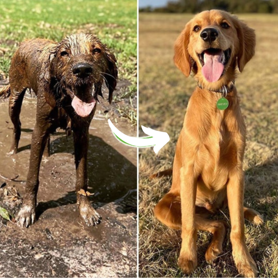 HydroJet™ - The No. 1 dog groomer